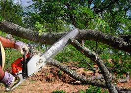 How Our Tree Care Process Works  in  Woodmere, NY
