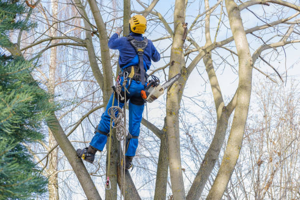 Best Aeration Services  in Woodmere, NY